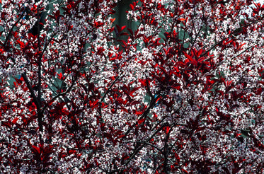 medium wide shot of baby pink blossoms amidst scarlet leaves