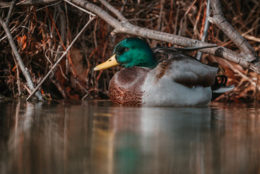 mellow mallard