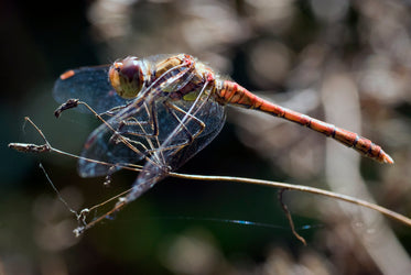 micro dragons of present