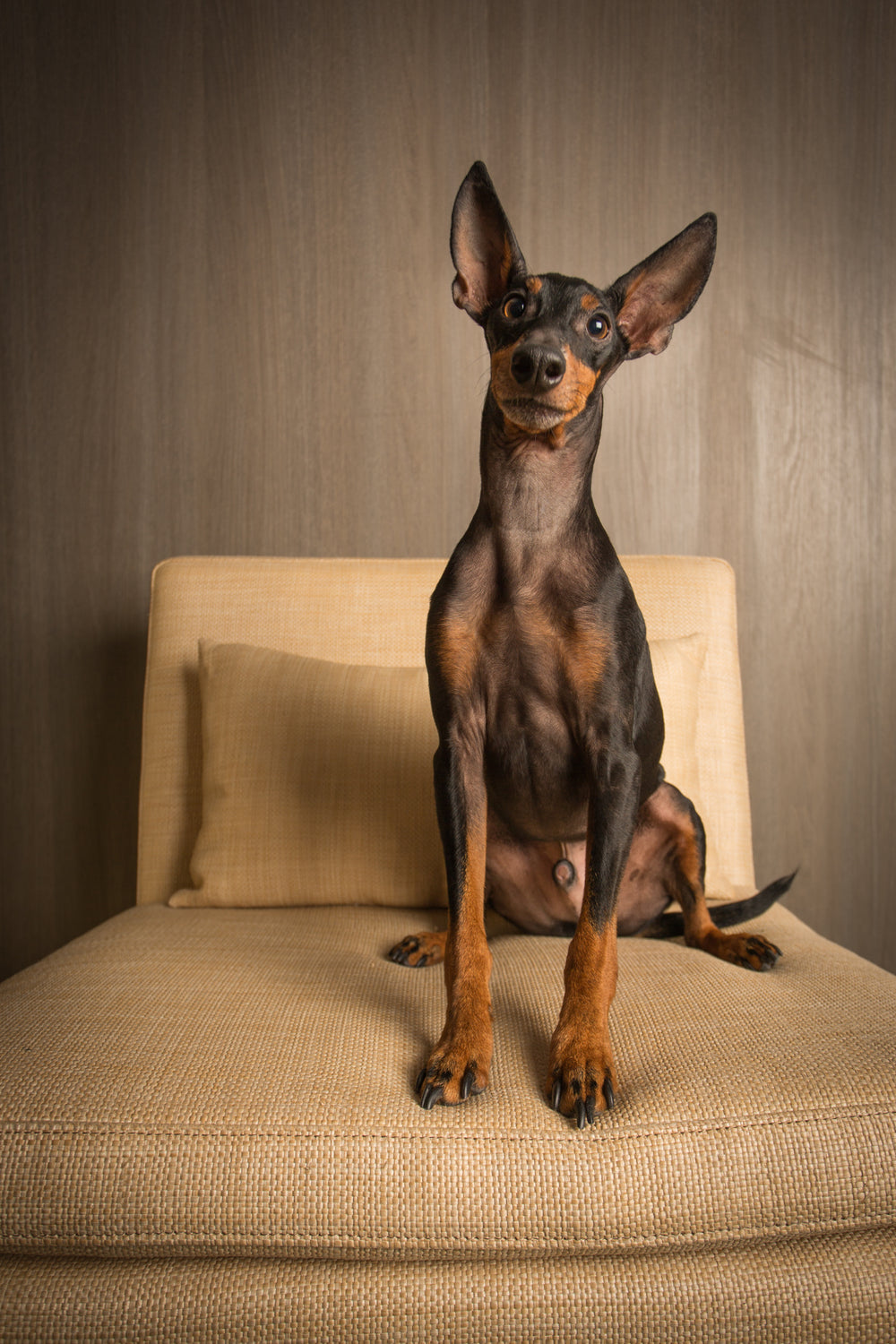 mini doberman on couch