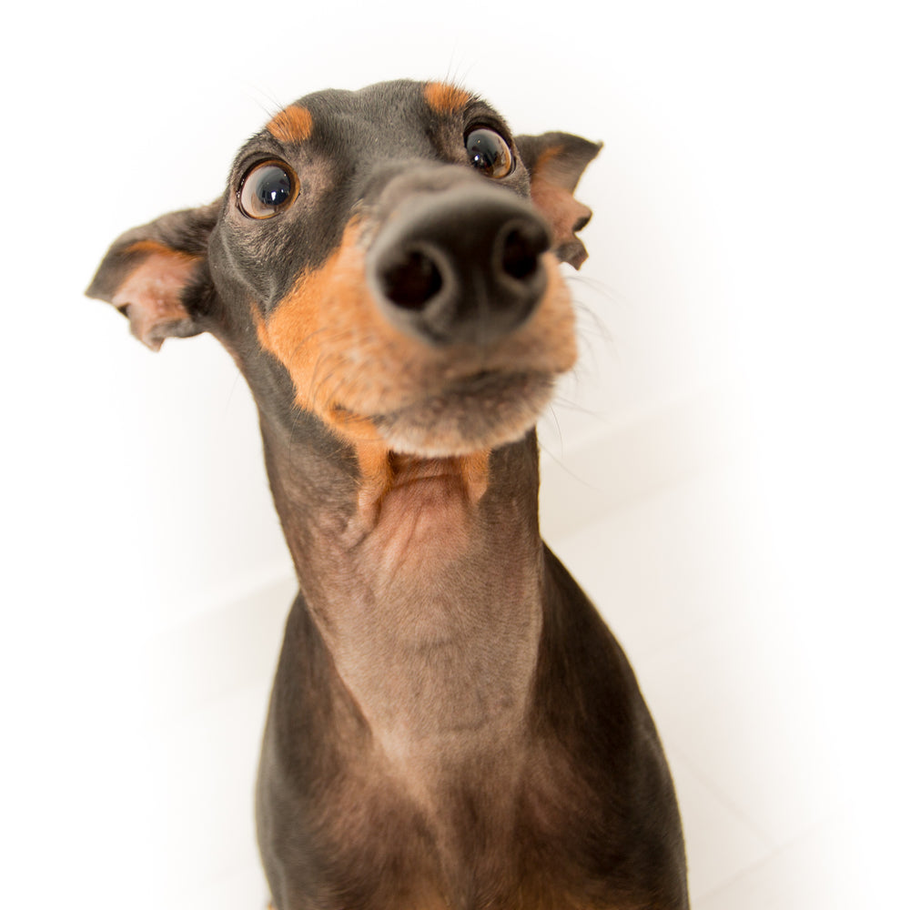 mini doberman pinscher face