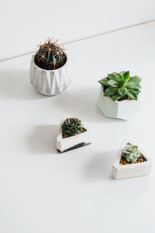 minimal decor inspiration with these tiny plants