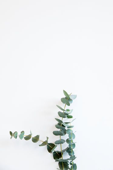minimal image of tall plant against the wall