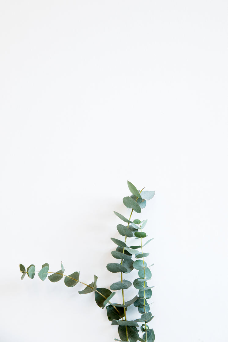 Minimal Image Of Tall Plant Against The Wall