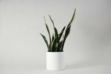 minimalist houseplant on grey background