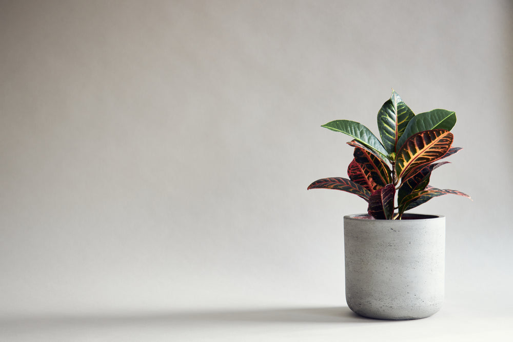 minimalist red and green houseplant on grey background