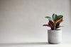 minimalist red and green houseplant on grey background