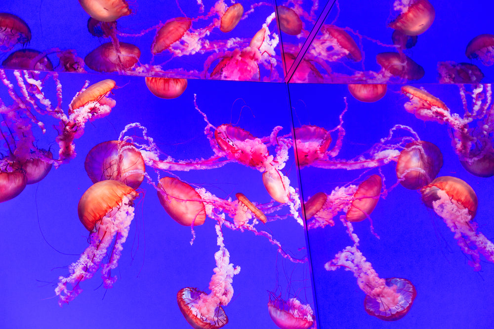 mirorred jellyfish tank