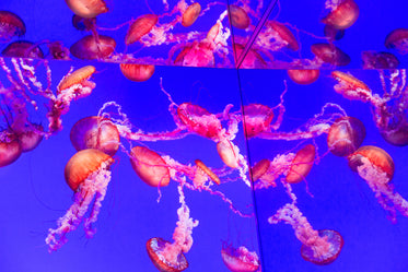 mirorred jellyfish tank