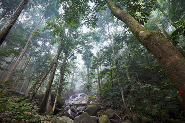 misty forest river