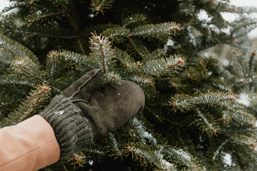 mitts and pine tree