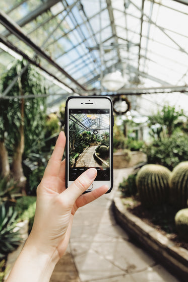 mobile phone photography in greenhouse