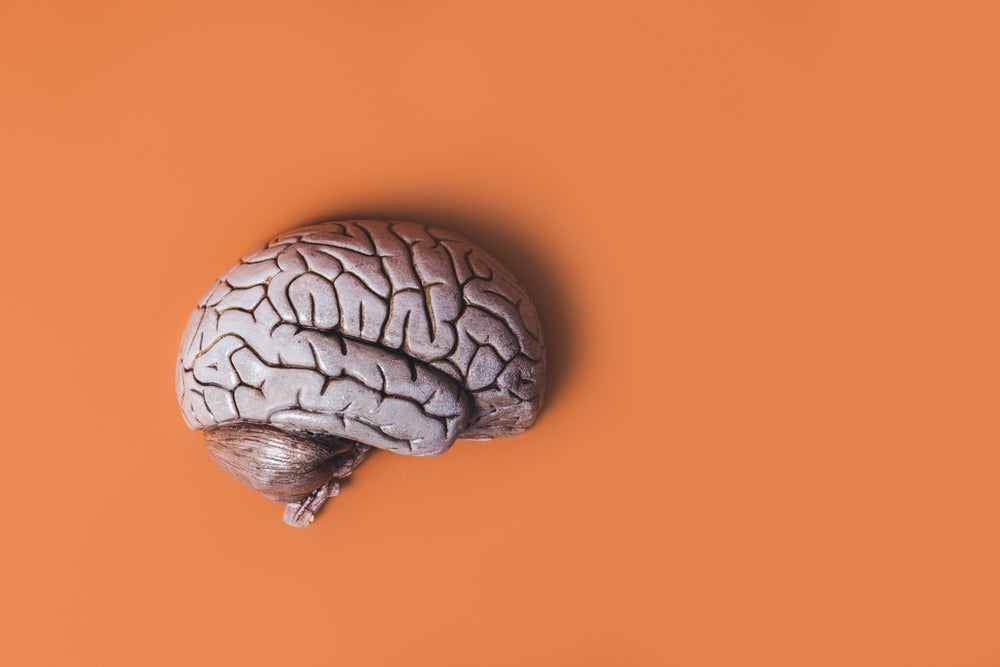 model brain on orange