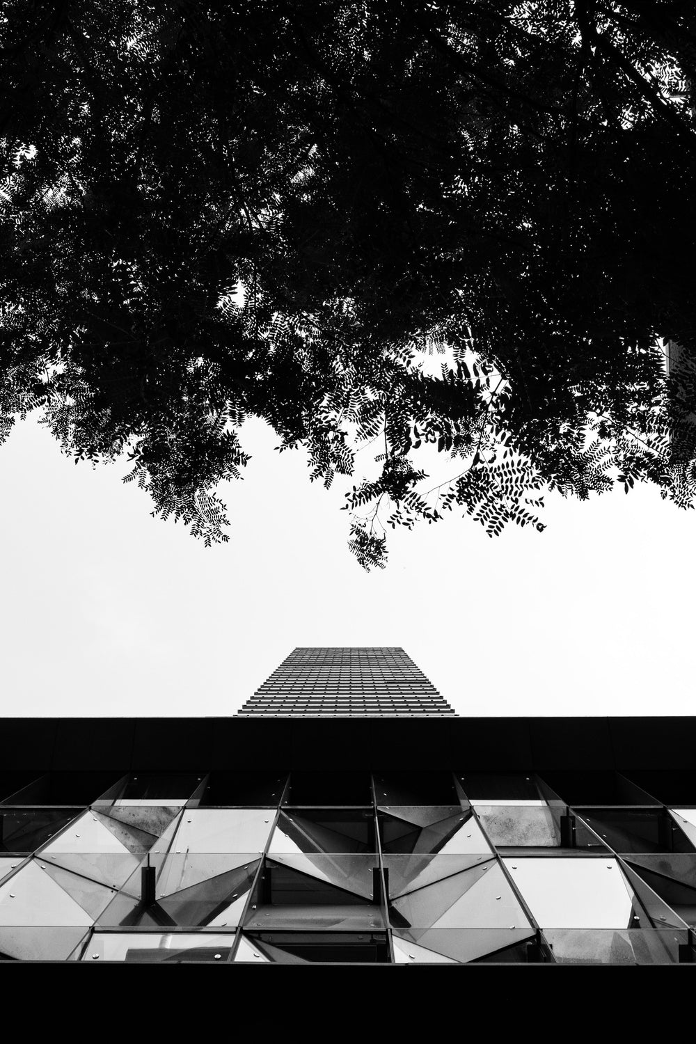 modern building with tree