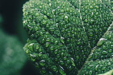 moisture gathers on leaf