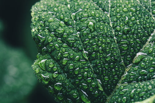 moisture gathers on leaf