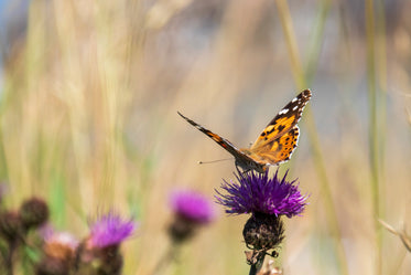 monarch butterfly on a purple wildflower