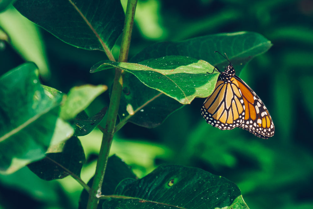 monarch butterfly perched