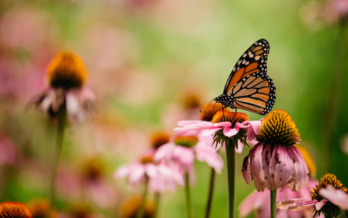 monarch pollinates wildflower