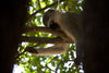 monkey napping in tree