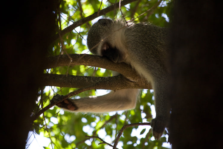 Monkey Napping In Tree