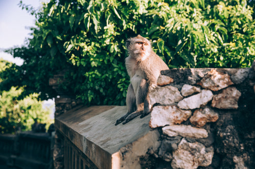 monkey sitting on stone fence