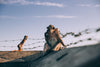 monkey sitting on top of wall lined with barb wire