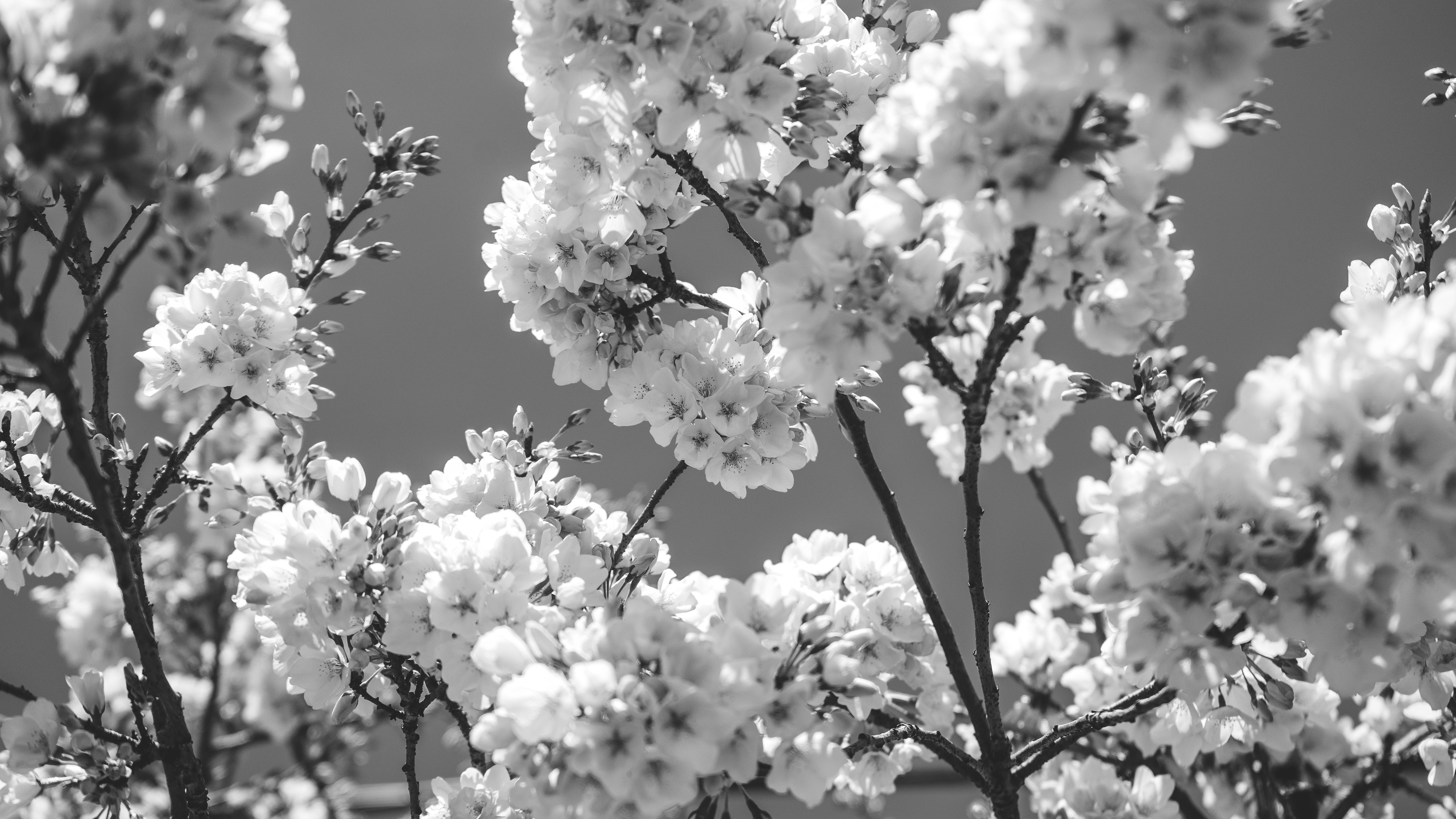 cherry blossom tree black and white