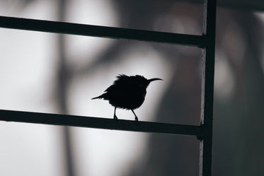 monochromatic photo of bird