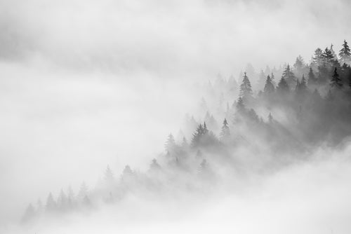 monochromatic photo of fog over trees