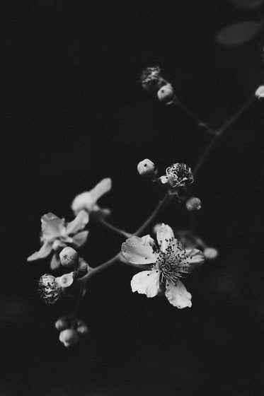 monochrome blossoms