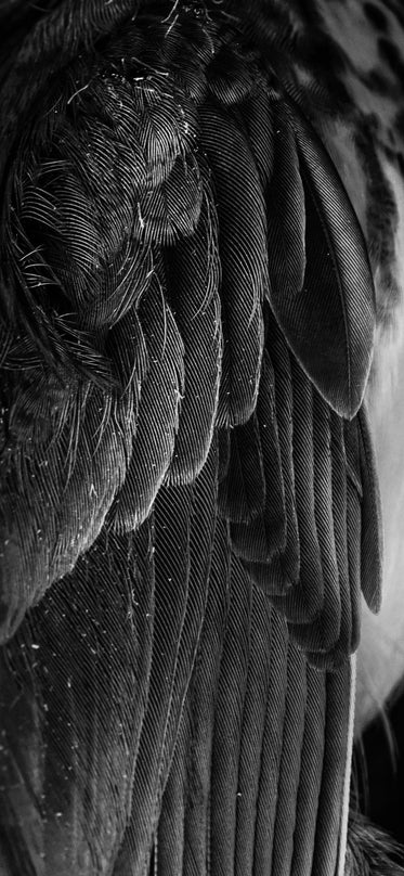 monochrome close up of feathers