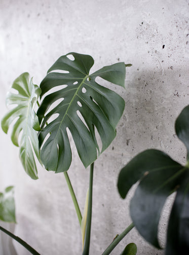 monstera plant against a grey cement wall