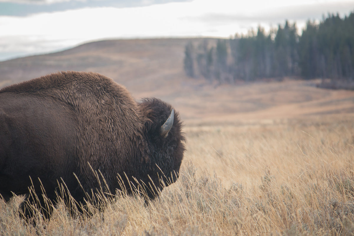 moody bison with peaceful meadow background
