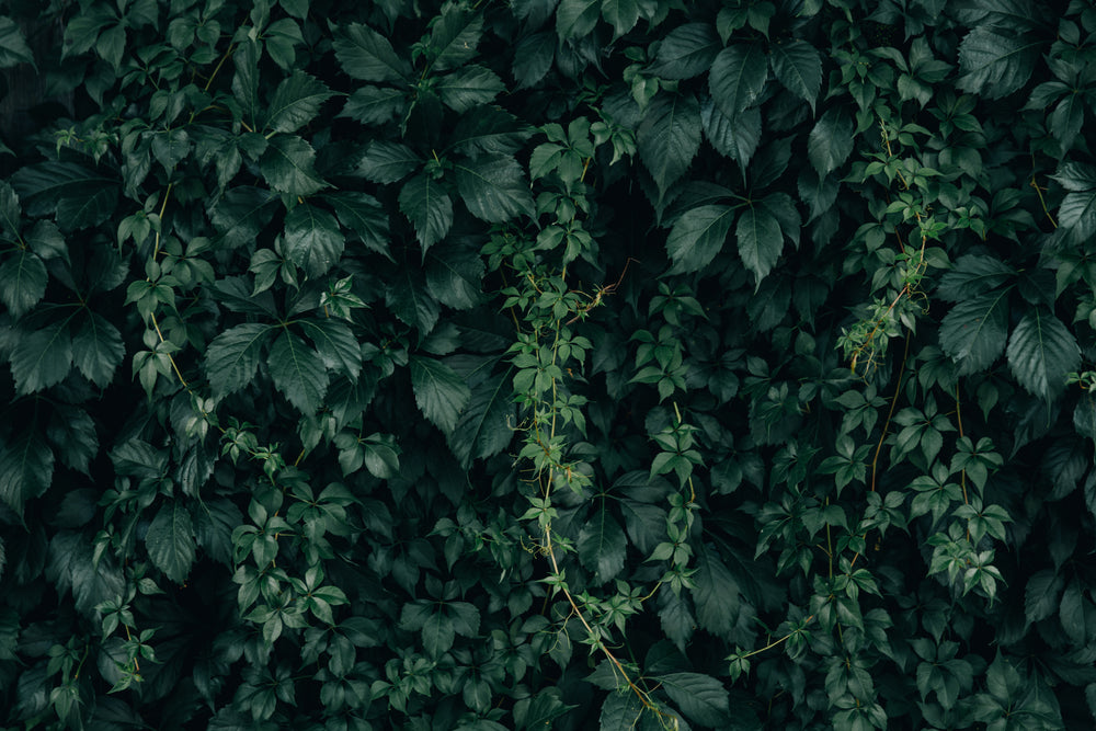 moody green vine wall texture