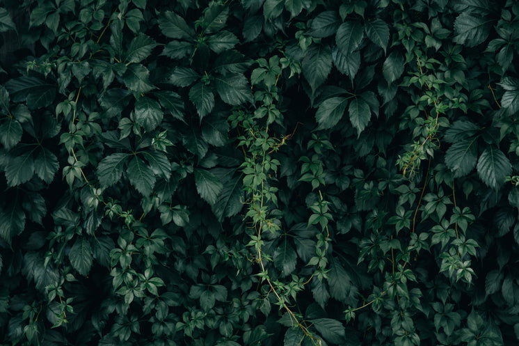 https://burst.shopifycdn.com/photos/moody-green-vine-wall-texture.jpg?width=746&format=pjpg&exif=0&iptc=0