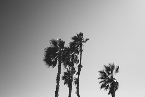 moody palm trees black and white