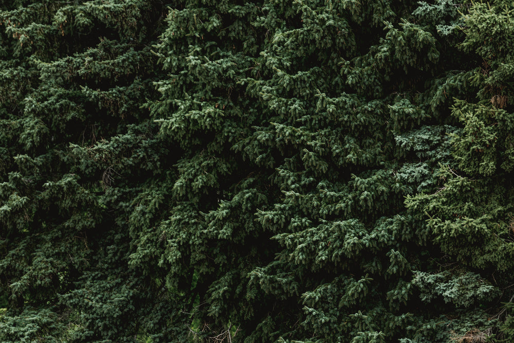 moody pine tree branches