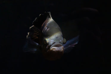 moody portrait of green fish