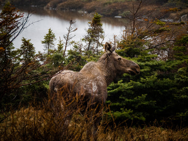 moose spots photographer