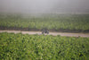 moped in vineyard