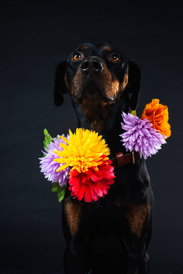 more flowers in my collar