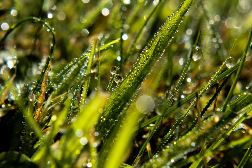 morning dew on blades of grass