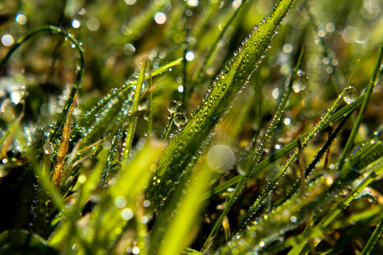 Morning Dew On Blades Of Grass