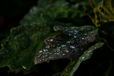 Morning Dew On Dark Leaves