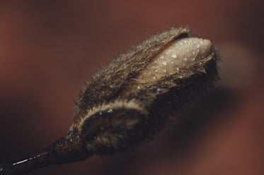 morning dew on magnolia buds