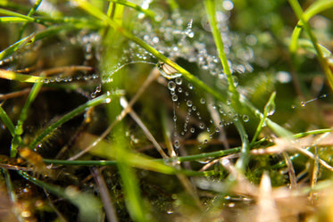 morning dew web