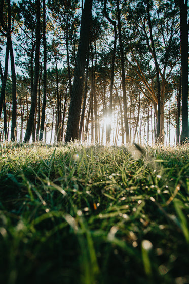 morning light shines through trees