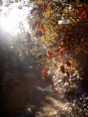 morning light through autumn leaves along a path