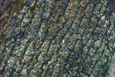 mossy brak texture